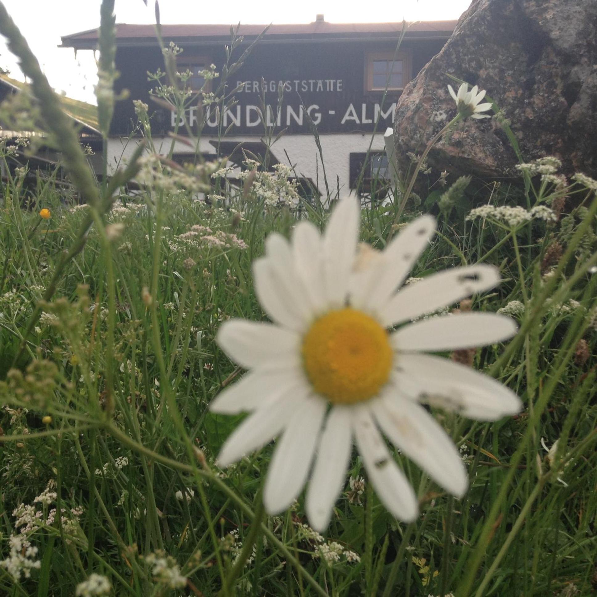 Bruendling-Alm Berggasthof Auf 1167M Auf Dem Hochfelln Bergen  Bagian luar foto
